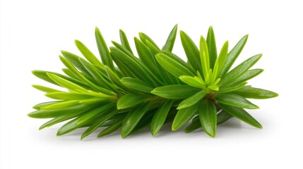Fototapeta premium Lush Green Succulent Plant on White Background. Generative AI