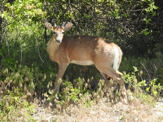 Whitetail deer buck, antlers covered in velvet, during the growth process. Spring season at the Sandy Hook, Gateway National Recreation Area, Monmouth County, New Jersey.