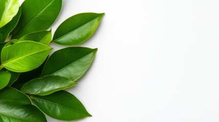 Obraz premium Vibrant Green Leaves on a Pure White Background. Generative AI