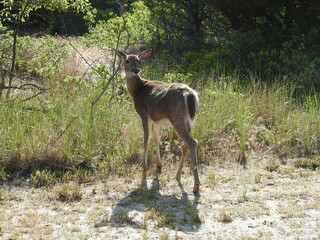 A whitetail deer, doe, living within the woodland forest of the Sandy Hook, Gateway National Recreation Area, Monmouth County, New Jersey.
