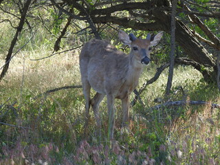 Whitetail deer buck, antlers covered in velvet, during the growth process. Spring season at the Sandy Hook, Gateway National Recreation Area, Monmouth County, New Jersey.