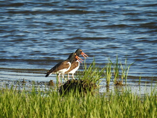 A pair of American oystercatchers enjoying a sunny day along the shores of the Sandy Hook, Gateway National Recreation Area, Monmouth County, New Jersey.
