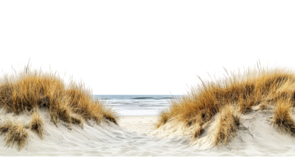 Exploring sandy dunes at the beach coastal landscape tranquil view isolated on transparent background