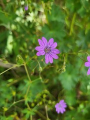 purple flowers in the garden