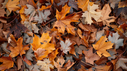 autumn leaves background
