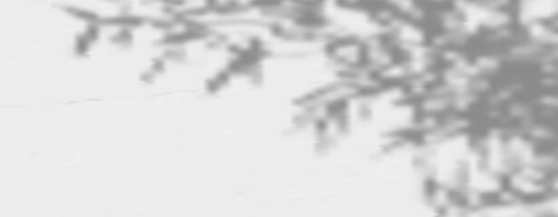 Fototapeta premium Abstract shadow of leaves and branches on white concrete wall.Soft overlay of natural light.Tropical blurred leaf.Natural light layout.