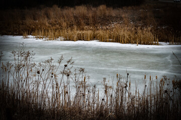 partially frozen pond in winter surrounded by reeds and marsh land nature season background