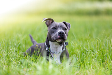American staffordshire terrier in grass