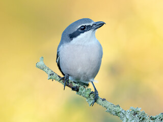 Iberian gray shrike,