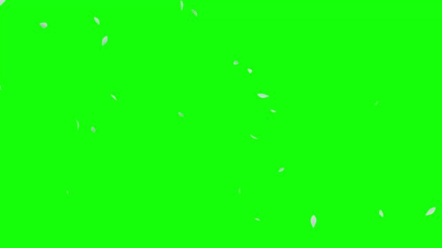 Falling Petals White &ndash; 16:9 Green Screen | 白い花びらのパーティクルアニメーション　グリーンバック