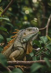 Obraz premium Iguana in the wild nature. Iguana lizard