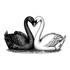 Two Swans Forming a Heart Shape Black and White Detailed Outline Line Art Drawing Concept