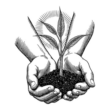 hands holding sprout, black and white clip art preview