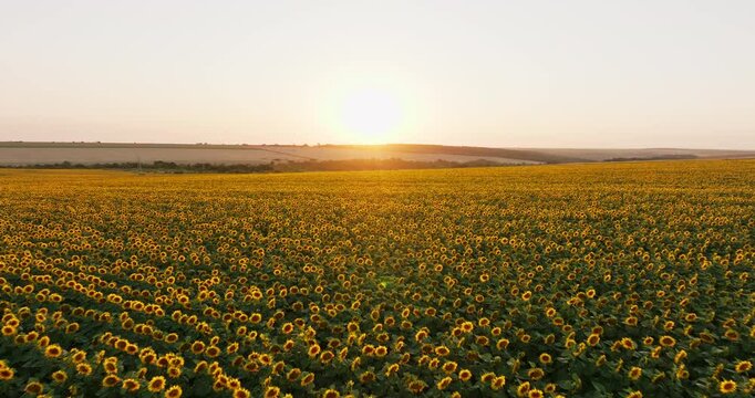 Sunflowers in full bloom covering vast farmland as sunset casts golden glow aerial view. Rch colors petals and green foliage create breathtaking, serene atmosphere summer