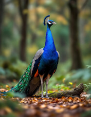 Fototapeta premium beautiful-photograph-of-indian-green-congo-peacock