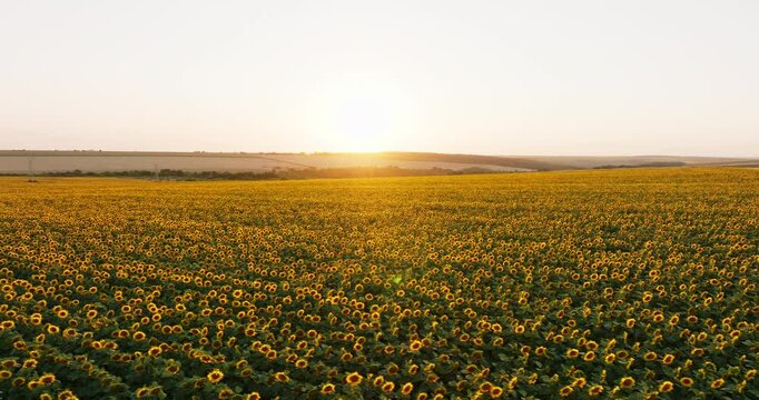 Aerial view of vast sunflower plantation glowing setting sun aerial view. Golden petals contrast with deep green leaves, forming mesmerizing natural pattern across undulating farmland.