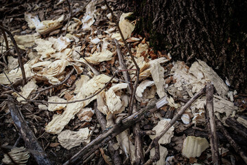 close-up of wood chips on the ground by a tree trunk. Signs of a beaver. Forest floor leaves nature fall winter landscape forestry wildlife background