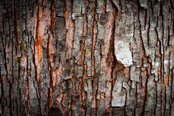 macro close-up of large tree trunk peeling bark abstract nature rough texture blank empty background with room for copy