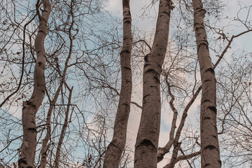 Fototapeta premium white paper birch trees reaching for the sky with bare branches in winter abstract blue white cloud nature landscape