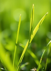 Obraz premium Macro green summer grass blades details on bokeh very blurred vibrant background eco natural fresh weed on shining lawn background for web print etc bokeh green bokeh green abstract background light b