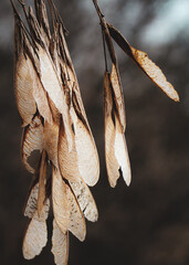 macro elective focus tranquil background of dried golden maple tree fruit seeds in the winter air with blurred nature background.
