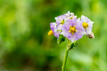 Blooming purple potato flowers under bright sunlight in the garden