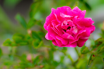 Bright pink rose blooming in a garden during sunny afternoon hours