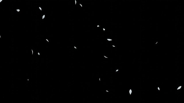 Falling Petals White &ndash; 16:9 Transparent | 白い花びらのパーティクルアニメーション　背景透過