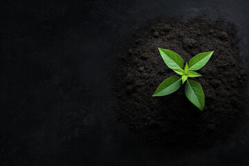 Naklejka premium New plant sprouting from rich soil in dark setting during daytime