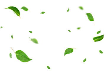 swirling green leaves highlighted on a transparent background