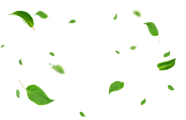 swirling green leaves highlighted on a transparent background