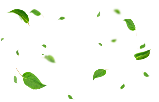 swirling green leaves highlighted on a transparent background