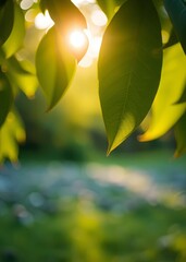 Obraz premium Green leaves blurred on a hot sunday afternoon green bokeh and blurred backgrounds bokeh green bokeh green abstract background light bright blur pattern