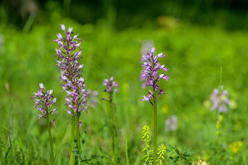 Close-up of an orchis militaris against a green background