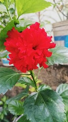 red carnation flower