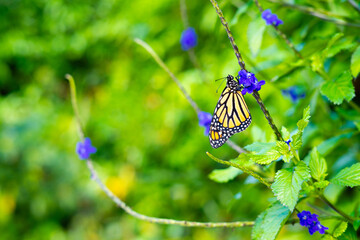 Beautiful Monarch butterfly on a blue Porterweed flower with copy space. Stachytarpheta Plant. Butterfly garden. Nature concept