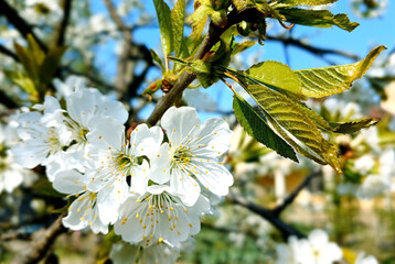 cherry blossom in spring