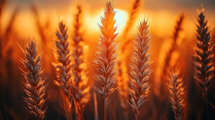 Sunset Wheat Field Harvest Golden Hour