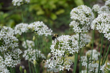 close up of white garlic flowers	
