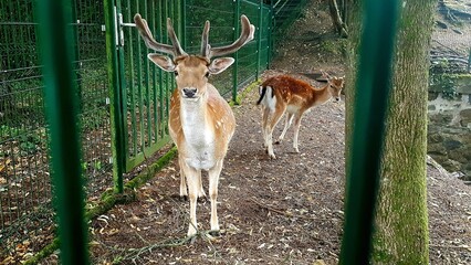 Deer in Enclosed Habitat: A Captivating Glimpse of Wildlife with a Stag and Doe in a Naturalistic Setting Behind Green Metal Fencing, Highlighting the Beauty and Serenity of Nature in Captivity