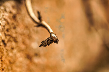 Fototapeta premium Close up of dry twisting vine on brown background