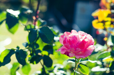 blooming pink rose flower