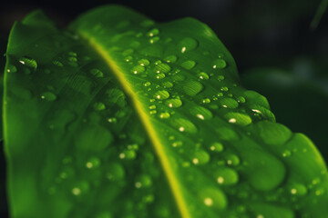 Vibrant green leaf with dew drops shining