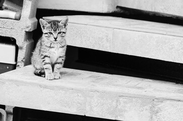 adorable cute little kitten sitting on stairs