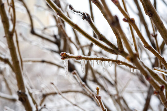 Ice and icicles on tree branches.