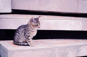 adorable cute little kitten sitting on stairs