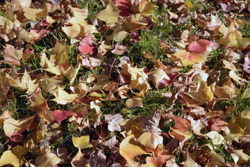 フウの木　落葉