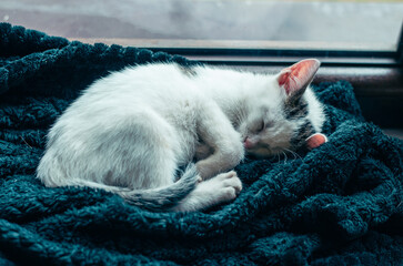 little white kitten sleeping by the window