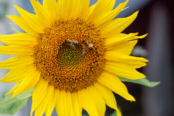 bee in yellow sunflower