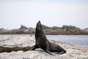 A fur seal relaxes on the rocky shores of Kaikoura, New Zealand.
